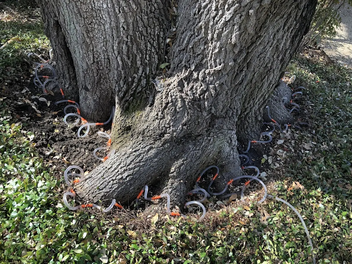 Detailed Tree Cabling and Bracing job site in Clifton