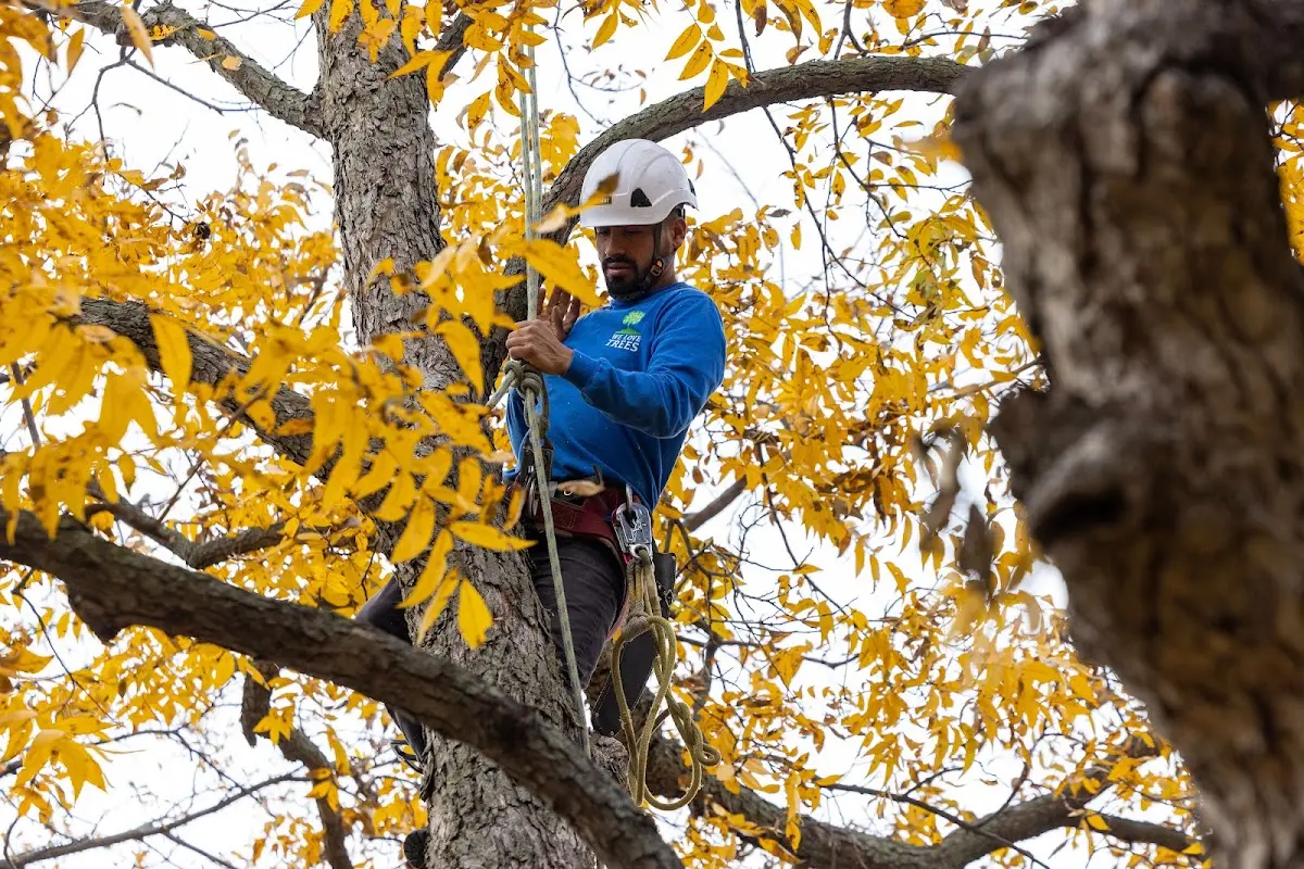Skilled Tree Trimming crew working in Clifton