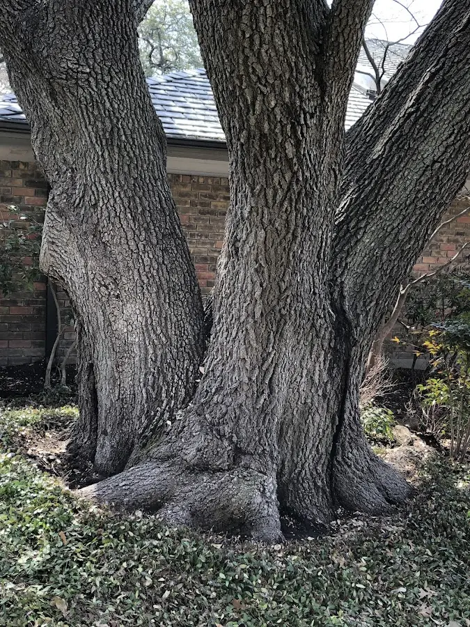 Mature heritage tree close to a Clifton property cared for by certified arborists